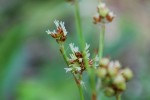 20150426ヤマスズメノヒエ	山雀の稗	Luzula multiflora	5～7月